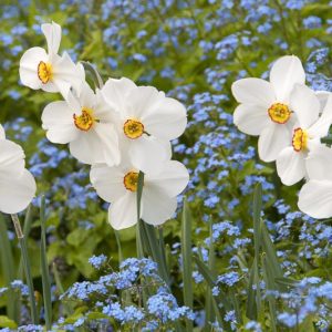 Narcissus 'Actaea', Daffodil 'Actaea', Poeticus Daffodil 'Actaea', Spring Bulbs, Spring Flowers, late spring bulb, fragrant daffodil