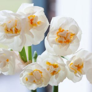 Narcissus Bridal Crown, Daffodil 'Bridal Crown', Double Daffodil 'Bridal Crown', Double Narcissus 'Bridal Crown', Spring Bulbs, Spring Flowers,  double narcissus, double daffodil, fragrant daffodil, spring flowering bulbs