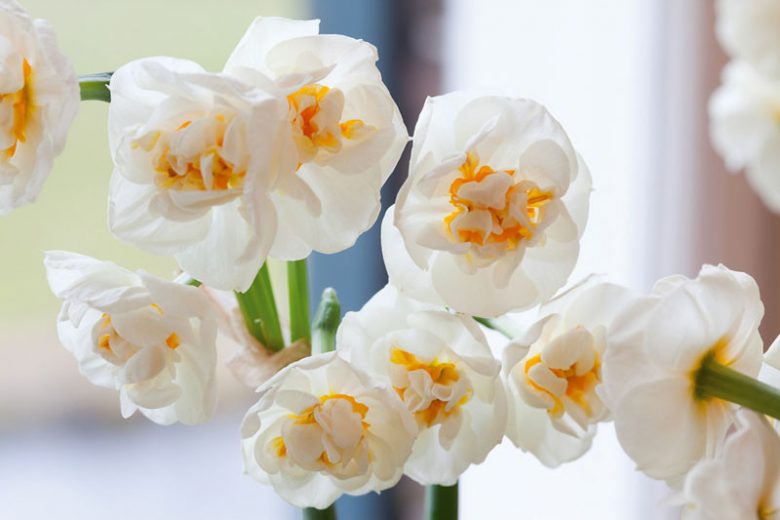 Narcissus Bridal Crown, Daffodil 'Bridal Crown', Double Daffodil 'Bridal Crown', Double Narcissus 'Bridal Crown', Spring Bulbs, Spring Flowers,  double narcissus, double daffodil, fragrant daffodil, spring flowering bulbs