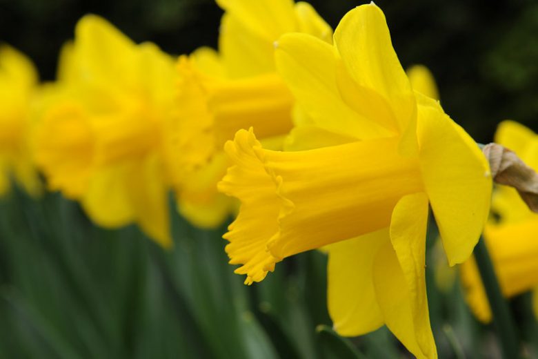 Narcissus Carlton, Daffodil 'Carlton', Large-Cupped Daffodil 'Carlton', Large-Cupped Daffodils, Spring Bulbs, Spring Flowers, Narcisse Carlton, Large-cupped Daffodil, Narcisse grande couronne, early spring daffodil, mid spring daffodil