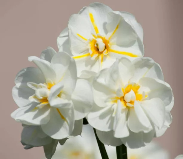 Narcissus Cheerfulness, Daffodil 'Cheerfulness', Double Daffodil 'Cheerfulness', Double Narcissus 'Cheerfulness', Spring Bulbs, Spring Flowers, Double narcissus, Double daffodils, spring flowering bulbs, daffodils, double narcissi, fragrant narcissi