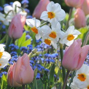 Narcissus Cragford, Daffodil Cragford, Tazetta Daffodil Cragford', Spring Bulbs, Spring Flowers,Tazetta daffodils, Tazetta Narcissus, mid spring bulb, late spring bulb, mid season narcissus, late season narcissus, fragrant daffodil