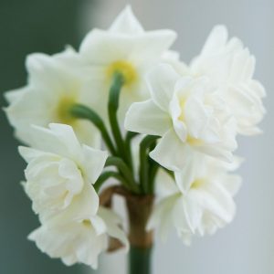 Daffodil 'Erlicheer', Double Daffodil 'Erlicheer', Double Narcissus 'Erlicheer', Daffodil 'Early Cheer', Double Daffodil 'Early Cheer', Double Narcissus 'Early Cheer', Spring Bulbs, Spring Flowers, Narcisse Erlicheer, Double narcissus