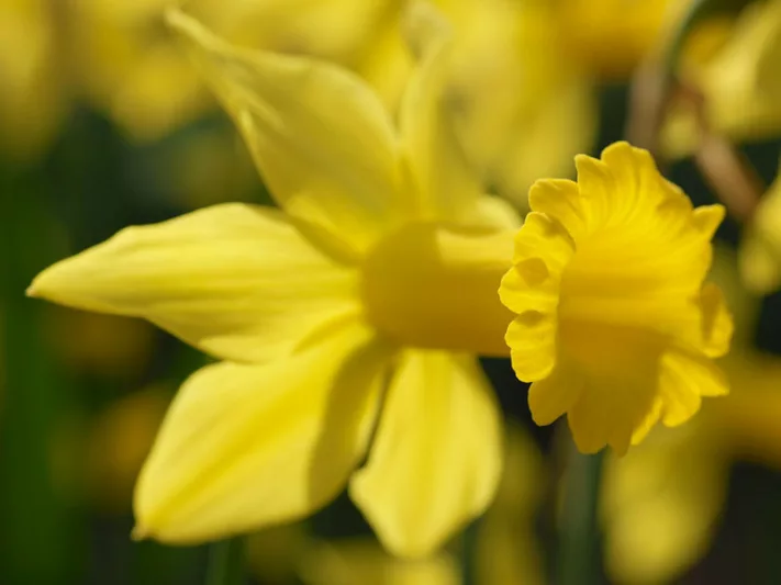 Narcissus February Gold, Daffodil February Gold, Daffodil 'February Gold', Cyclamineus Daffodil 'February Gold', Miniature Daffodil, Spring Bulbs, Spring Flowers, Miniature daffodils, early spring daffodil, yellow daffodil, yellow spring flowers