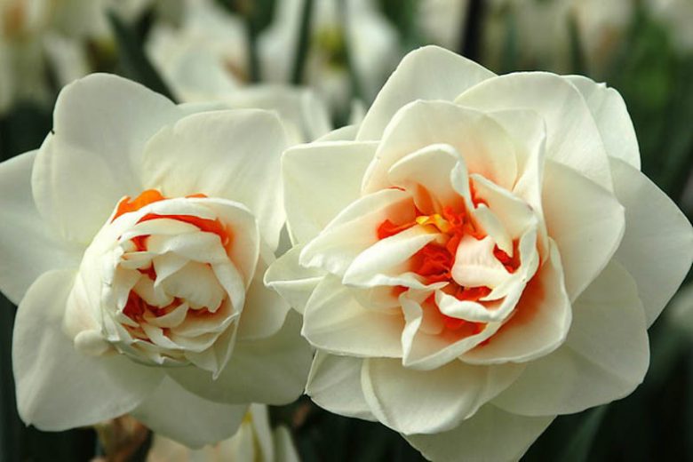 Narcissus Flower Drift, Daffodil Flower Drift, Daffodil 'Flower Drift', Double Daffodil 'Flower Drift', Double Narcissus 'Flower Drift', Spring Bulbs, Spring Flowers, double narcissi, fragrant daffodils