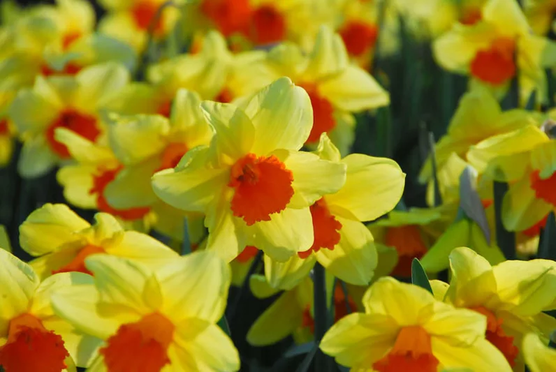 Narcissus Fortissimo, Daffodil 'Fortissimo', Large-Cupped Daffodil 'Fortissimo', Large-Cupped Daffodils, Spring Bulbs, Spring Flowers, Narcisse Fortissimo, Large-cupped Daffodil, Narcisse grande couronne, early spring daffodil, mid spring daffodil