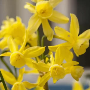 Narcissus Hawera, Daffodil 'Hawera', Triandrus Daffodil 'Hawera', Triandrus Daffodils, Angel's Tears, Spring Bulbs, Spring Flowers, Dwarf daffodil, mid spring daffodil, late spring bloomer, Triandrus Narcissus, yellow daffodil