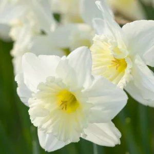 Narcissus Ice Follies, Daffodil 'Ice Follies', Large-Cupped Daffodil 'Ice Follies', Large-Cupped Daffodils, Spring Bulbs, Spring Flowers, Narcisse Ice Follies, Large-cupped Daffodil, Narcisse grande couronne, early spring daffodil, mid spring daffodil