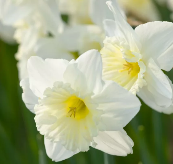 Narcissus Ice Follies, Daffodil 'Ice Follies', Large-Cupped Daffodil 'Ice Follies', Large-Cupped Daffodils, Spring Bulbs, Spring Flowers, Narcisse Ice Follies, Large-cupped Daffodil, Narcisse grande couronne, early spring daffodil, mid spring daffodil