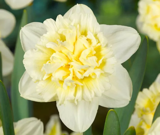 Narcissus Ice King, Daffodil Ice King, Narcisse Ice King, , Double Daffodil 'Ice King', Double Narcissus 'Ice King', Spring Bulbs, Spring Flowers, fragrant daffodil