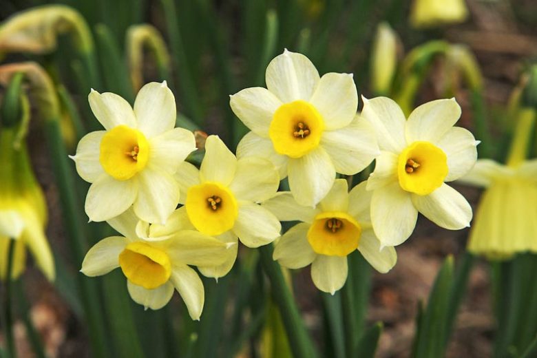 Narcissus Minnow, Daffodil Minnow, Tazetta Daffodil 'Minnow', Spring Bulbs, Spring Flowers, Tazetta daffodils, Miniature daffodils, Daffodils for indoor forcing,Narcissus, fragrant daffodil