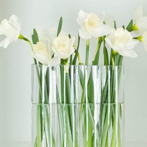 Narcissus Mount Hood, Daffodil 'Mount Hood', Trumpet Daffodil 'Mount Hood', Trumpet Daffodil, Spring Bulbs, Spring Flowers, Narcisse Mount Hood, Trumpet narcissus, Mid-season Daffodil, Mid Spring Daffodil, Mid Spring Narcissus