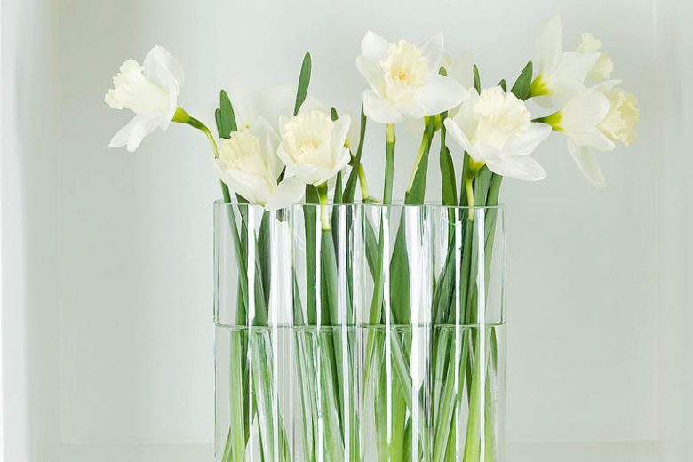 Narcissus Mount Hood, Daffodil 'Mount Hood', Trumpet Daffodil 'Mount Hood', Trumpet Daffodil, Spring Bulbs, Spring Flowers, Narcisse Mount Hood, Trumpet narcissus, Mid-season Daffodil, Mid Spring Daffodil, Mid Spring Narcissus