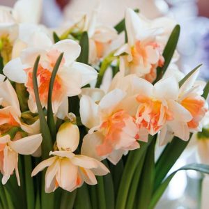 Narcissus 'My Story', Daffodil 'My Story', Double Daffodil 'My Story', Double Narcissus 'My Story', Spring Bulbs, Spring Flowers