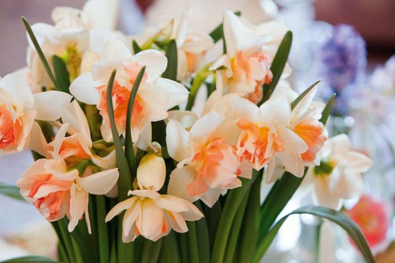 Narcissus 'My Story', Daffodil 'My Story', Double Daffodil 'My Story', Double Narcissus 'My Story', Spring Bulbs, Spring Flowers