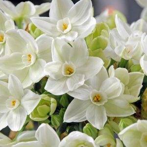 Narcissus papyraceus 'Ziva',Daffodil 'Ziva', Paperwhite 'Ziva', Spring Bulbs, Spring Flowers, fragrant daffodil, daffodil for indoor forcing