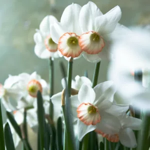 Narcissus Passionale, Daffodil 'Passionale', Large-Cupped Daffodil 'Passionale', Large-Cupped Daffodils, Spring Bulbs, Spring Flowers, Narcisse Passionale, Large-cupped Daffodil, Narcisse grande couronne, early spring daffodil, mid spring daffodil