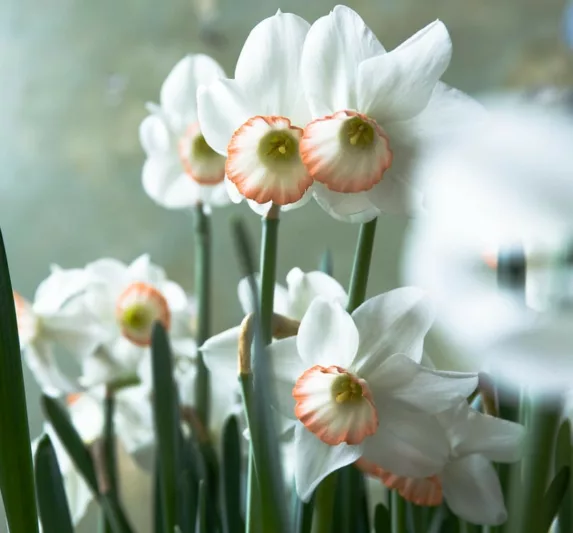 Narcissus Passionale, Daffodil 'Passionale', Large-Cupped Daffodil 'Passionale', Large-Cupped Daffodils, Spring Bulbs, Spring Flowers, Narcisse Passionale, Large-cupped Daffodil, Narcisse grande couronne, early spring daffodil, mid spring daffodil