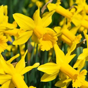 Narcissus 'Peeping Tom', Daffodil 'Peeping Tom', Cyclamineus Daffodil 'Peeping Tom', Miniature Daffodil, Spring Bulbs, Spring Flowers, 'Peeping Tom',Cyclamineus Daffodils, Miniature Daffodils, Yellow daffodil