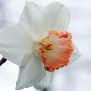 Narcissus Pink Charm, Daffodil 'Pink Charm', Large-Cupped Daffodil 'Pink Charm', Large-Cupped Daffodils, Spring Bulbs, Spring Flowers, Narcisse Pink Charm, Large-cupped Daffodil, Narcisse grande couronne, early spring daffodil, mid spring daffodil