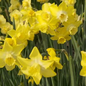 Narcissus Pipit, Daffodil 'Pipit', Jonquil 'Pipit', Jonquil Daffodils, Jonquilla Daffodils, Spring Bulbs, Spring Flowers, spring flowering bulbs