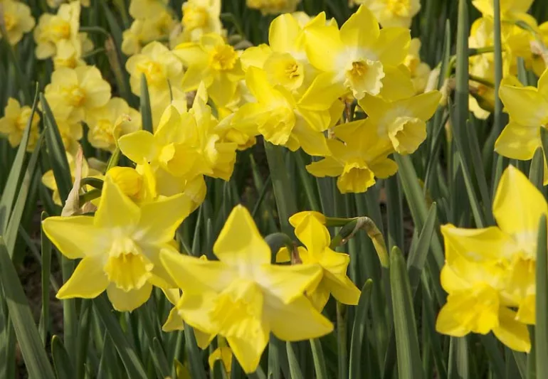 Narcissus Pipit, Daffodil 'Pipit', Jonquil 'Pipit', Jonquil Daffodils, Jonquilla Daffodils, Spring Bulbs, Spring Flowers, spring flowering bulbs