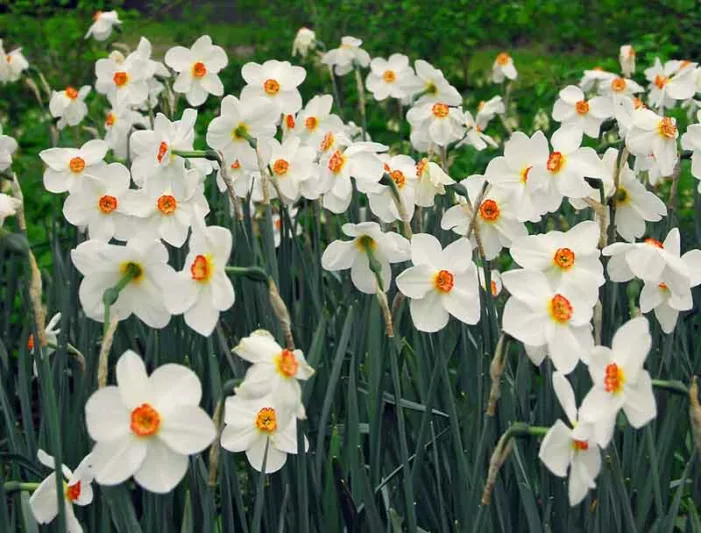 Narcissus Poeticus var. Recurvus, Old Pheasant's Eye, Pheasant's Eye Daffodil, Poet's Daffodil, Narcissus Recurvus, Poet's Narcissus, Spring Bulbs, Spring Flowers, late spring bulb, fragrant daffodil
