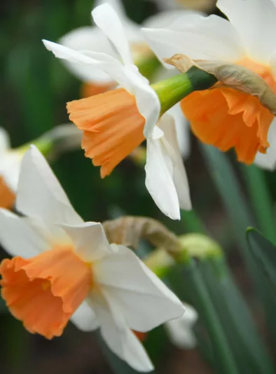Narcissus 'Romance', Daffodil 'Romance', Large-Cupped Daffodil 'Romance', Large-Cupped Daffodils, Spring Bulbs, Spring Flowers, Narcisse Romance, Large-cupped Daffodil, Narcisse grande couronne, mid spring daffodil