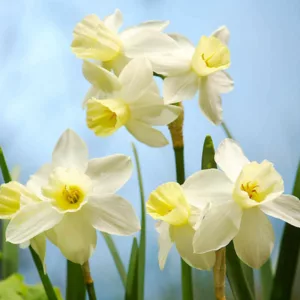 Narcissus Sailboat, Daffodil 'Sailboat', Jonquil 'Sailboat', Jonquil Daffodils, Jonquilla Daffodils, Spring Bulbs, Spring Flowers, White daffodil, yellow daffodil