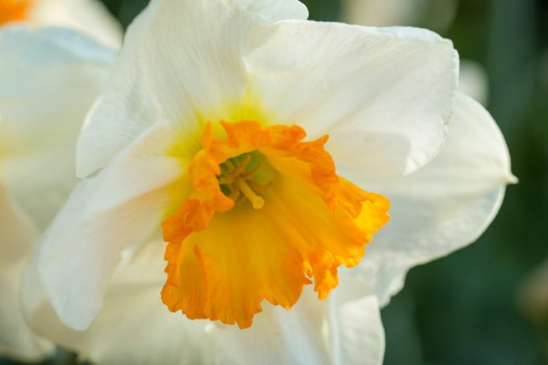 Narcissus Sempre Avanti, Daffodil 'Sempre Avanti', Large-Cupped Daffodil 'Sempre Avanti', Large-Cupped Daffodils, Spring Bulbs, Spring Flowers, Large-cupped Daffodil, Narcisse grande couronne, early spring daffodil, mid spring daffodil
