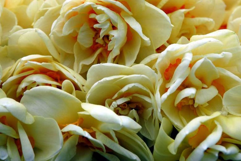 Narcissus 'Sir Winston Churchill', Daffodil 'Sir Winston Churchill', Double Daffodil 'Sir Winston Churchill', Double Narcissus 'Sir Winston Churchill', Spring Bulbs, Spring Flowers