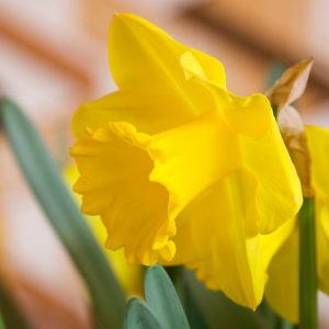 Narcissus 'Standard Value', Daffodil 'Standard Value', Trumpet Daffodil 'Standard Value', Trumpet Daffodil, Spring Bulbs, Spring Flowers, Narcisse Standard Value, Trumpet narcissus, Mid-season Daffodil, Mid Spring Daffodil, Mid Spring Narcissus