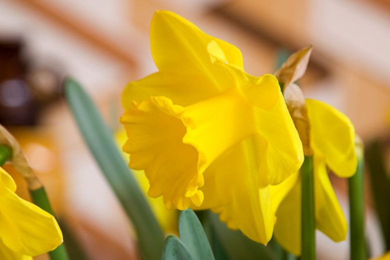 Narcissus 'Standard Value', Daffodil 'Standard Value', Trumpet Daffodil 'Standard Value', Trumpet Daffodil, Spring Bulbs, Spring Flowers, Narcisse Standard Value, Trumpet narcissus, Mid-season Daffodil, Mid Spring Daffodil, Mid Spring Narcissus
