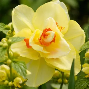 Narcissus Tahiti, Daffodil Tahiti, Narcisse Tahiti, Double Daffodil 'Tahiti', Double Narcissus 'Tahiti', Spring Bulbs, Spring Flowers, Double narcissus, Mid-season Daffodil, Mid Spring Daffodil, Mid Spring Narcissus, Yellow Daffodil
