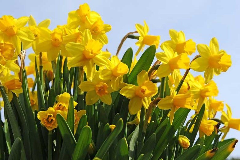 Narcissus Tete a Tete, Daffodil 'Tete a Tete', Cyclamineus Daffodil 'Tete a Tete', Miniature Daffodil, Spring Bulbs, Spring Flowers, Miniature narcissus, Early-season Daffodil, Early Spring Daffodil, Early Spring Narcissus, Yellow Narcissus, Yellow Daffodil