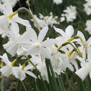 Narcissus Thalia, Daffodil 'Thalia', Triandrus Daffodil 'Thalia', Triandrus Daffodils, Angel's Tears, Spring Bulbs, Spring Flowers, mid spring daffodil, Triandrus Narcissus, white daffodil