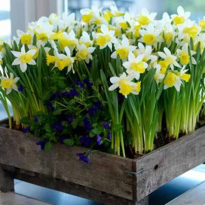 Narcissus 'Topolino', Daffodil 'Topolino', Trumpet Daffodil 'Topolino', Trumpet Daffodil, Spring Bulbs, Spring Flowers, Narcisse Topolino, Trumpet narcissus, Mid-season Daffodil, Mid Spring Daffodil, Mid Spring Narcissus