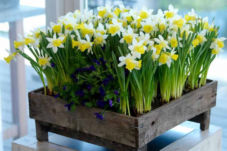 Narcissus 'Topolino', Daffodil 'Topolino', Trumpet Daffodil 'Topolino', Trumpet Daffodil, Spring Bulbs, Spring Flowers, Narcisse Topolino, Trumpet narcissus, Mid-season Daffodil, Mid Spring Daffodil, Mid Spring Narcissus