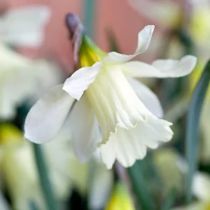 Daffodil 'W.P. Milner', Trumpet Daffodil 'W.P. Milner', Narcissus 'Mr Milner', Narcissus 'Mr W.P. Milner', Narcissus 'Mr. Milner', Trumpet Daffodil, Spring Bulbs, Spring Flowers
