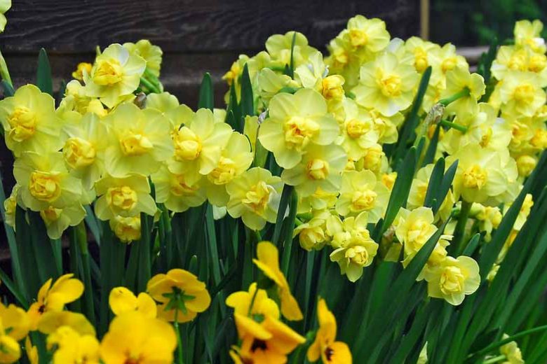 Narcissus Yellow Cheerfulness, Daffodil 'Yellow Cheerfulness', Double Daffodil 'Yellow Cheerfulness', Double Narcissus 'Yellow Cheerfulness', Spring Bulbs, Spring Flowers, Double daffodils, yellow daffodils,  spring flowering bulbs, mid-sized daffodils, d