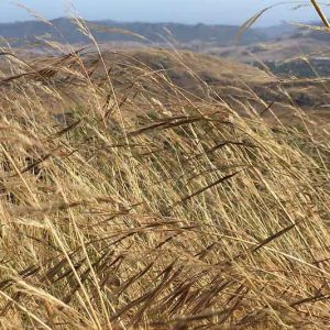 Nassella pulchra, Purple Needle Grass, Purple Stipa, Purple Tussock Grass, Stipa pulchra