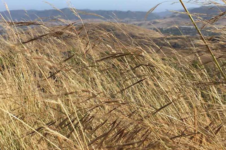 Nassella pulchra, Purple Needle Grass, Purple Stipa, Purple Tussock Grass, Stipa pulchra