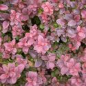 Native Plants, Invasive Plants, Berberis thunbergii, Japanese Barberry
