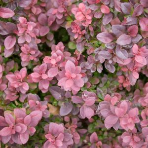 Native Plants, Invasive Plants, Berberis thunbergii, Japanese Barberry
