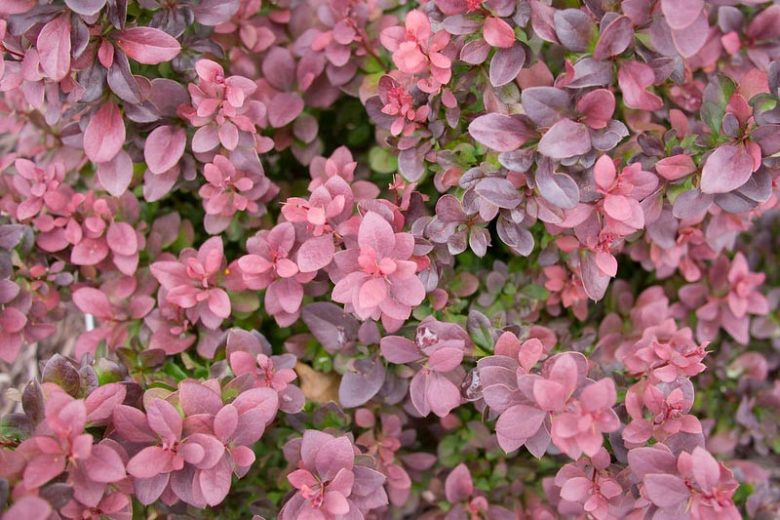Native Plants, Invasive Plants, Berberis thunbergii, Japanese Barberry