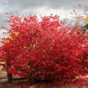 Native Plants, Invasive Plants, Euonymus alatus, Burning Bush