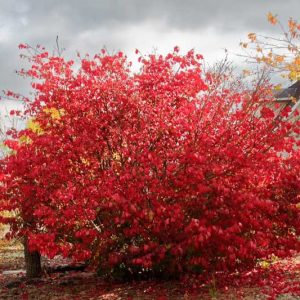 Native Plants, Invasive Plants, Euonymus alatus, Burning Bush