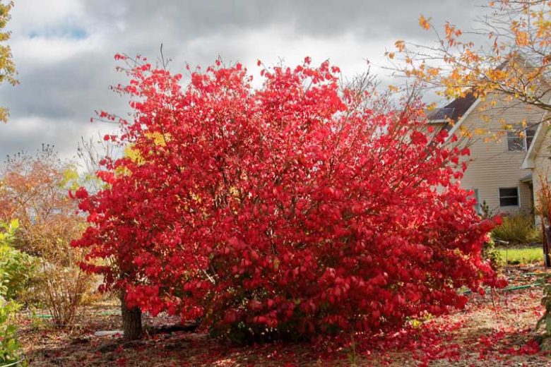 Native Plants, Invasive Plants, Euonymus alatus, Burning Bush