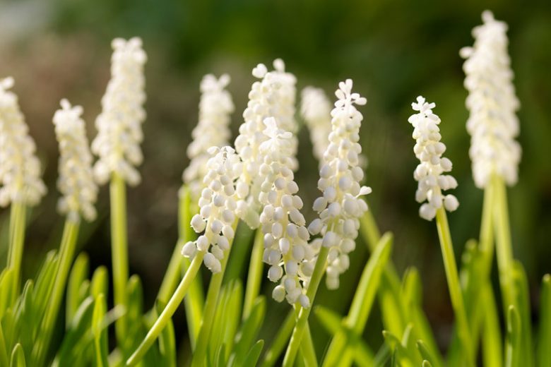 Native Plants, Invasive Plants, Muscari botryoides, Pearls of Spain, White Grape Hyacinth, Spring Bulbs, Spring Flowers, white flower, Grape Hyacinth
