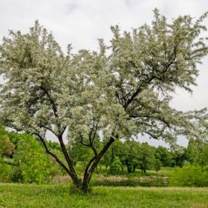 Native Plants, Invasive Plants, Salix alba, White Willow